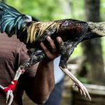 Laga Ayam Atau Sabung Yang Sangat Di Larang