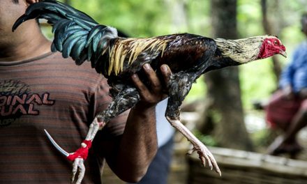 Laga Ayam Atau Sabung Yang Sangat Di Larang