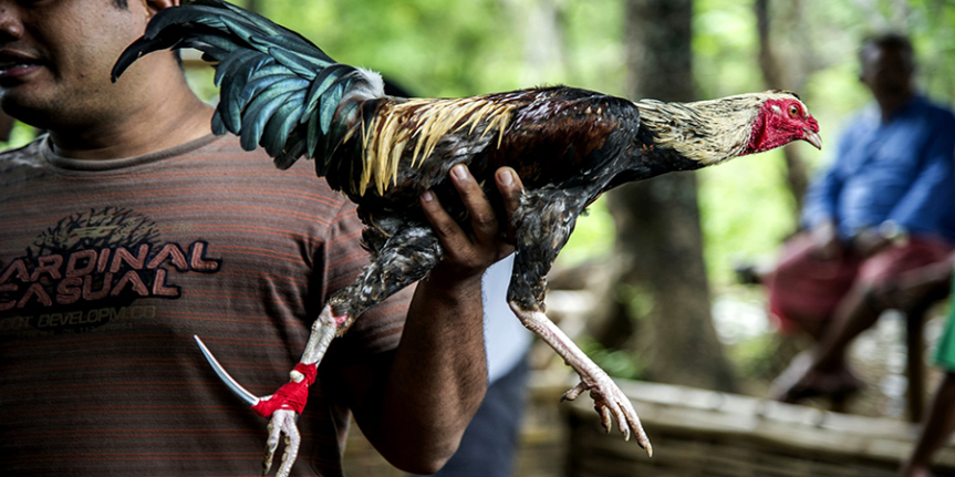 Laga Ayam Atau Sabung Yang Sangat Di Larang