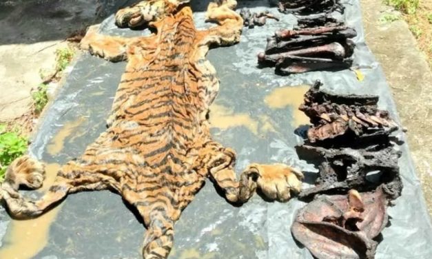 Hewan Langka Harimau Sumatera Yang Sering Di Buru