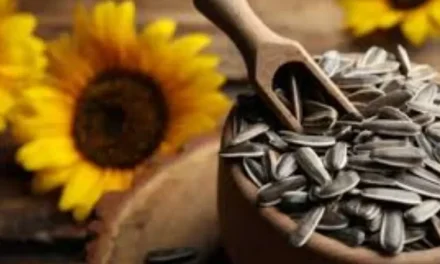 Camilan Kuaci Yang Berasal Dari Biji Bunga Matahari