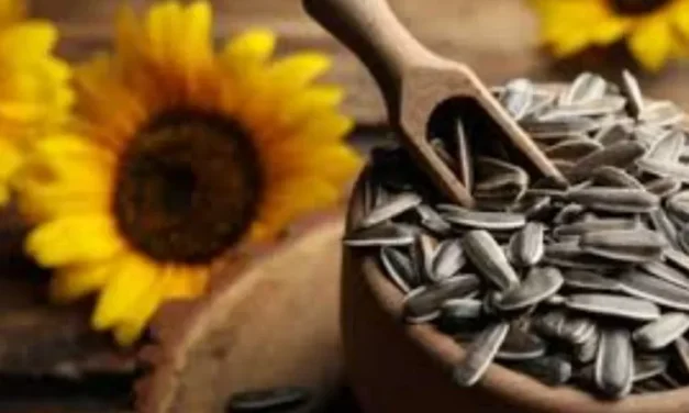 Camilan Kuaci Yang Berasal Dari Biji Bunga Matahari