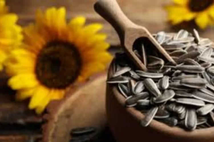 Camilan Kuaci Yang Berasal Dari Biji Bunga Matahari