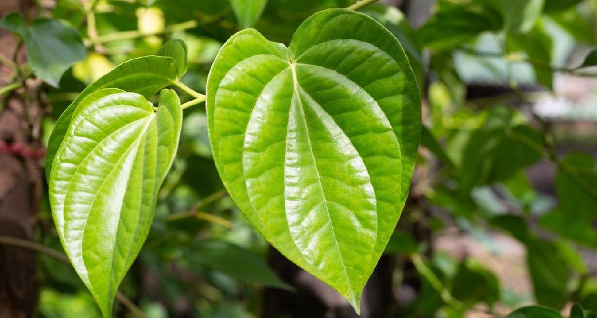 Tumbuhan Khasiat Dan Bermanfaat Daun Sirih