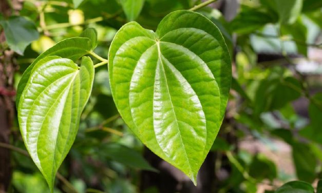 Tumbuhan Khasiat Dan Bermanfaat Daun Sirih