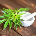 Tumbuhan Berbahaya Ganja Yang Di Salah Gunakan