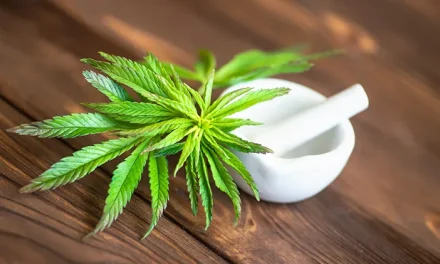 Tumbuhan Berbahaya Ganja Yang Di Salah Gunakan