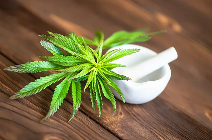 Tumbuhan Berbahaya Ganja Yang Di Salah Gunakan
