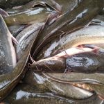 Hewan Air Tawar Sebuah Ikan Lele Di Peternakan