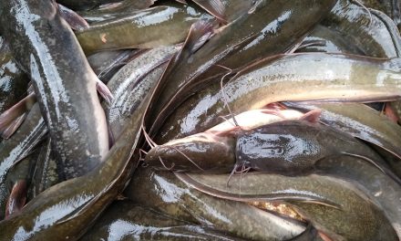 Hewan Air Tawar Sebuah Ikan Lele Di Peternakan
