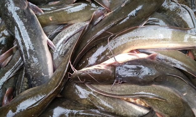 Hewan Air Tawar Sebuah Ikan Lele Di Peternakan