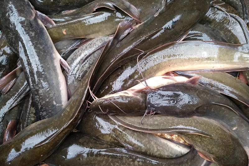 Hewan Air Tawar Sebuah Ikan Lele Di Peternakan