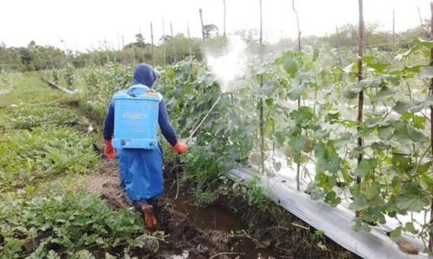 Pemakaian Zat Kimia Pestisida Untuk Tanaman
