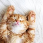 Hewan Peliharaan Kucing Yang Lucu Dan Imut