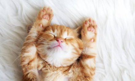 Hewan Peliharaan Kucing Yang Lucu Dan Imut