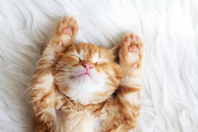 Hewan Peliharaan Kucing Yang Lucu Dan Imut