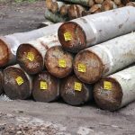 Bahan Alami Kayu Dari Sebuah Pepohonan
