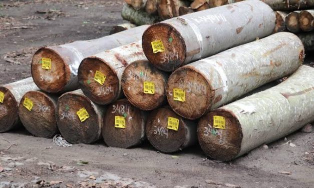 Bahan Alami Kayu Dari Sebuah Pepohonan