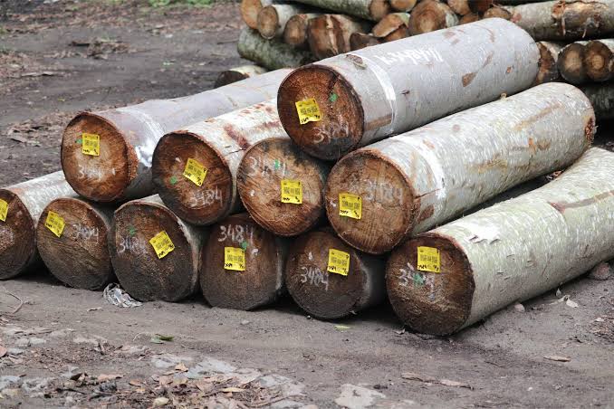 Bahan Alami Kayu Dari Sebuah Pepohonan